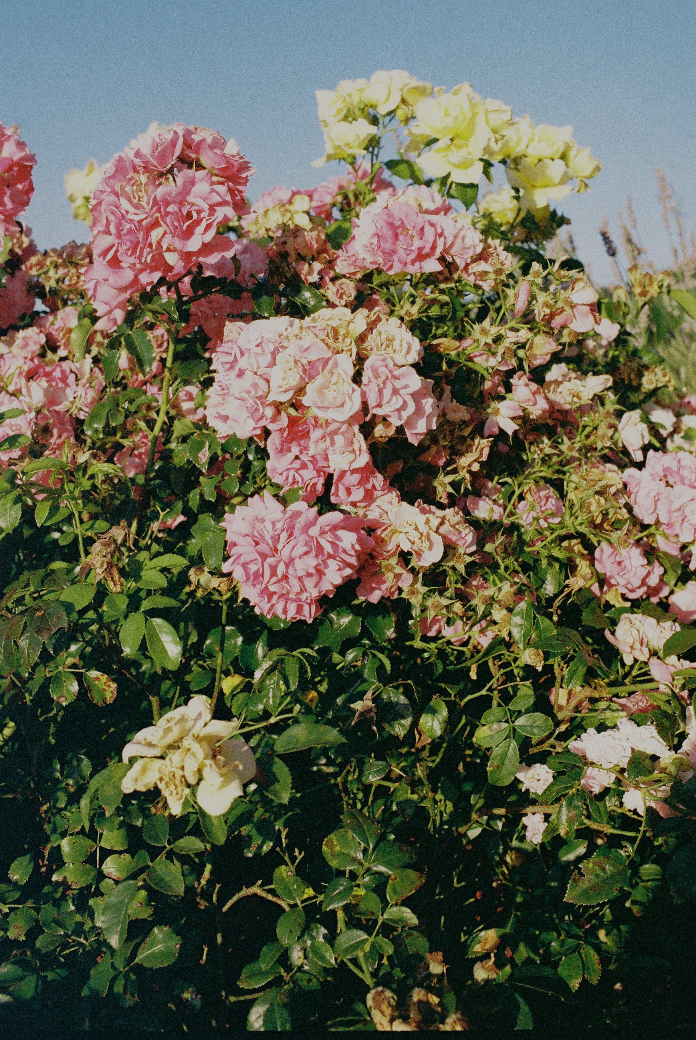 Bush of pink, white, and yellow flowers with green leaves against a clear blue sky.